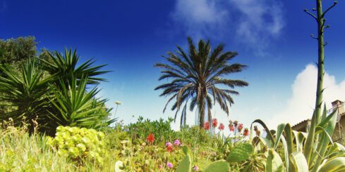 Flowers and palms